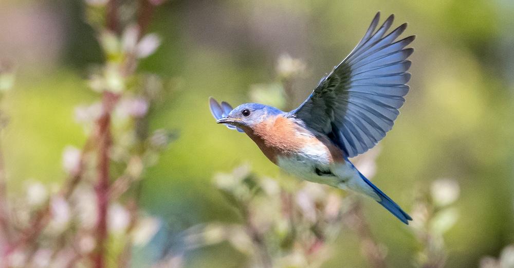 A bluebird flying outside. 