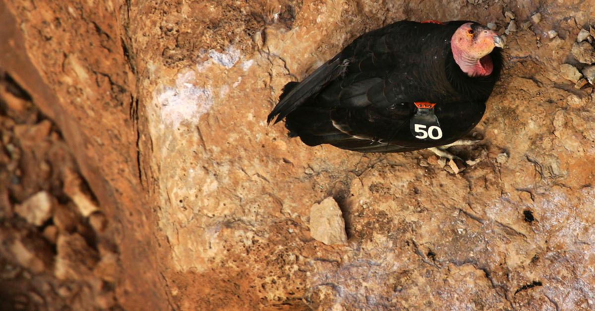 California Condor Virgin Birth