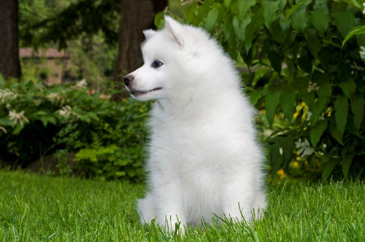 American Eskimo puppy in the grass