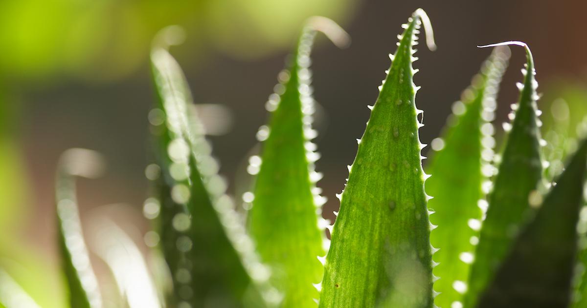 Aloe vera