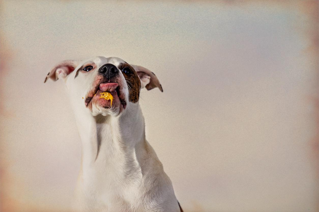 Dog with peanut butter on chin 