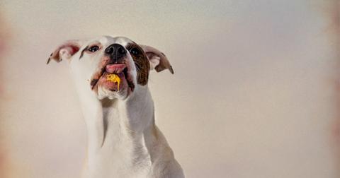 Dog with peanut butter on chin