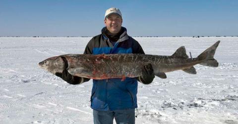 Fisherman holding a giant sturgeon fish (Representative Cover Image Source: Getty Images | Layne Kennedy)
