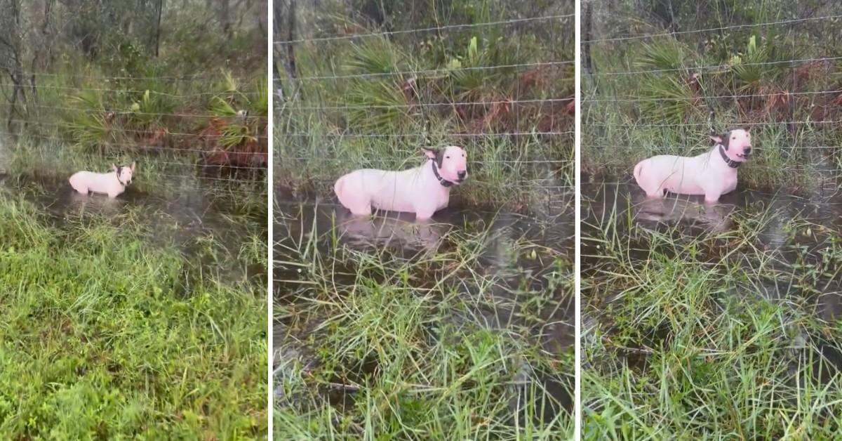 A dog was tied to the fence and abandoned in chest high water in Florida ahead of the hurricane