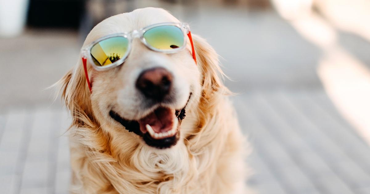 Golden retriever wearing sunglasses