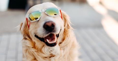 Golden retriever wearing sunglasses