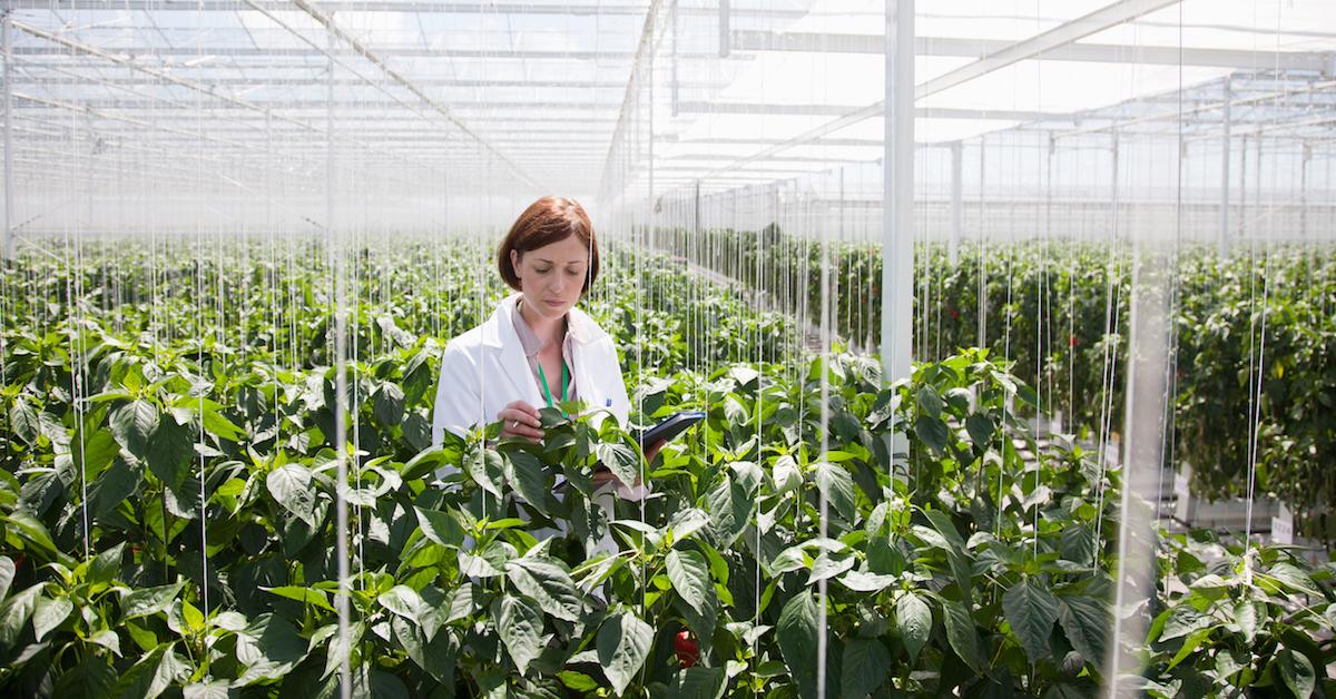 Hydroponic farm