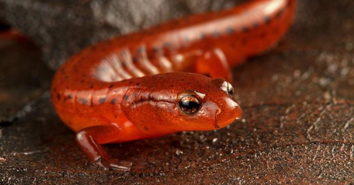 carolina salamander