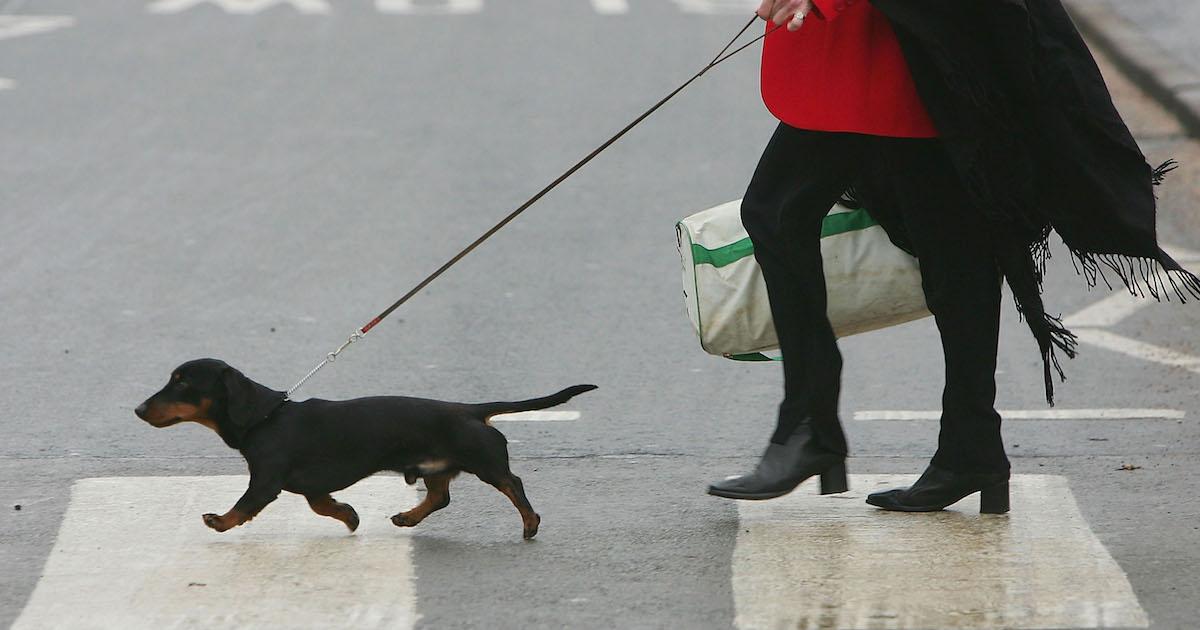 why dogs eat poop