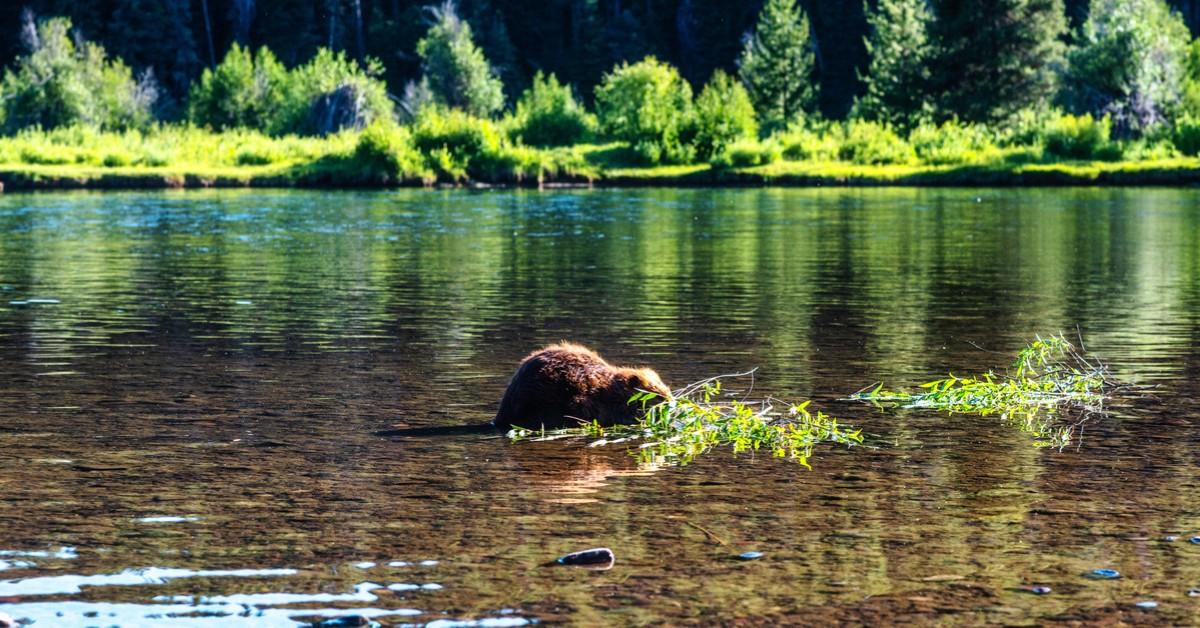 A beaver pulls loose twigs into the water