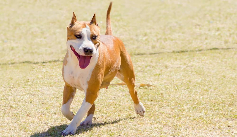 A American Staffordshire Terrier with cropped ears running outside.