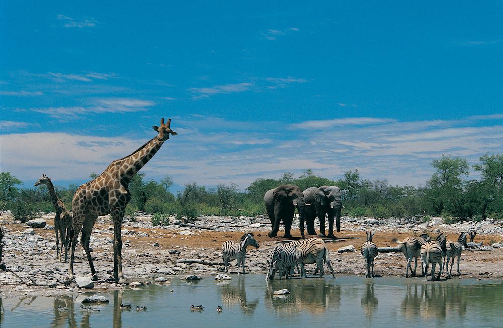 Giraffes, Elephants, and Zebras at a Watering Hole