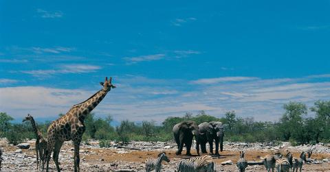 Giraffes, Elephants, and Zebras at a Watering Hole