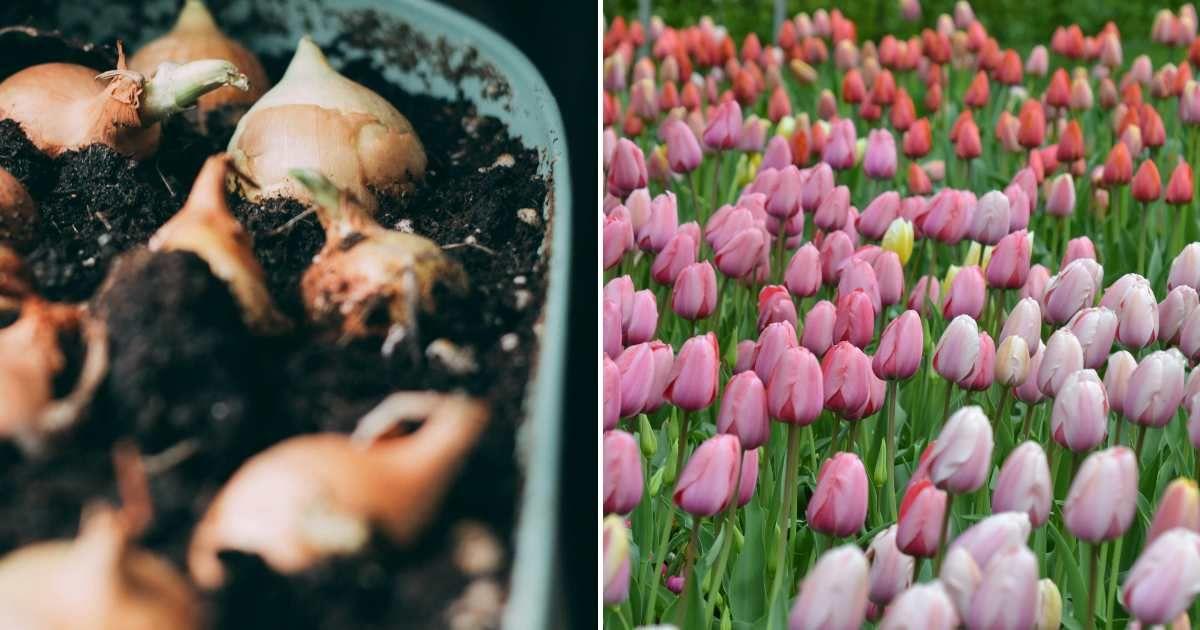 (L) Several plant bulbs are placed on the soil in a pot. (R) Colorful tulip blooms. (Representative Cover Image Source: Pexels | (L) Maria Tyutina, (R) Co Sch)