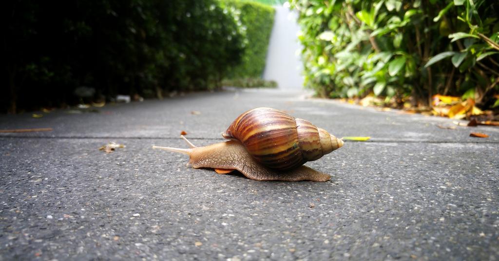 Why Does Salt Kill Slugs?