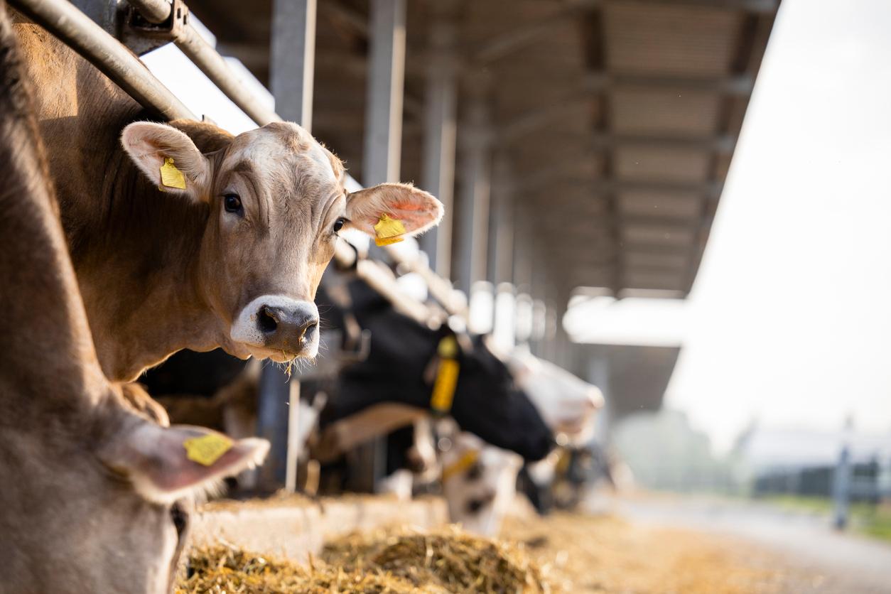 A cow with two yellow tags in her ears looks to the camera with other confined cows in the background and foreground.