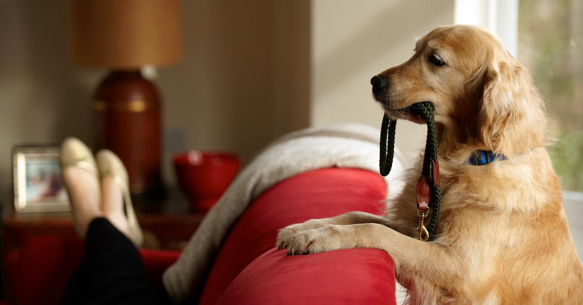 why do dogs follow you around the house