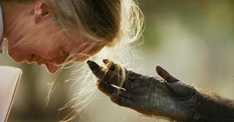 Was Jane Goodall Ever Attacked by Chimps? There Was One Time