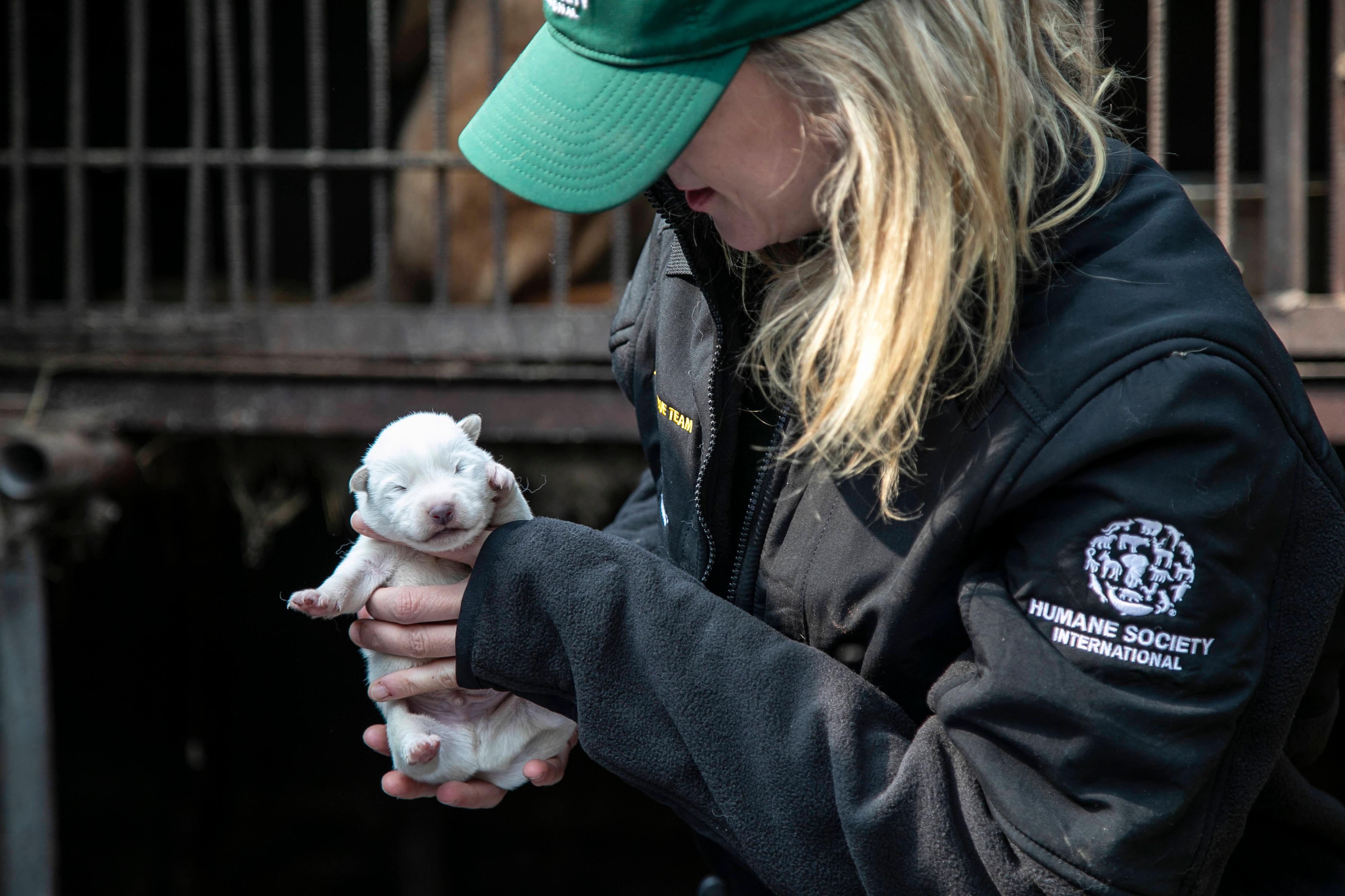 Dr. Katherine Polak, who serves as the vice president of companion animals and engagement of HSI, holds a newborn puppy on a dog meat farm in Asan, South Korea.