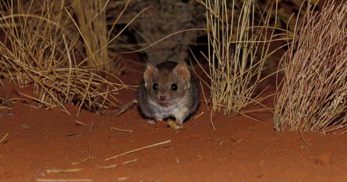 A marsupial called ampurta, a species of mulgara, lives in Desert Springs. (Representative Cover Image Source: Getty Images | Jason Edwards)