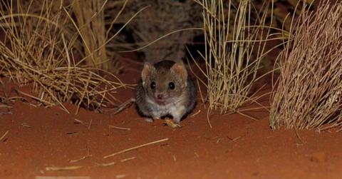A marsupial called ampurta, a species of mulgara, lives in Desert Springs. (Representative Cover Image Source: Getty Images | Jason Edwards)