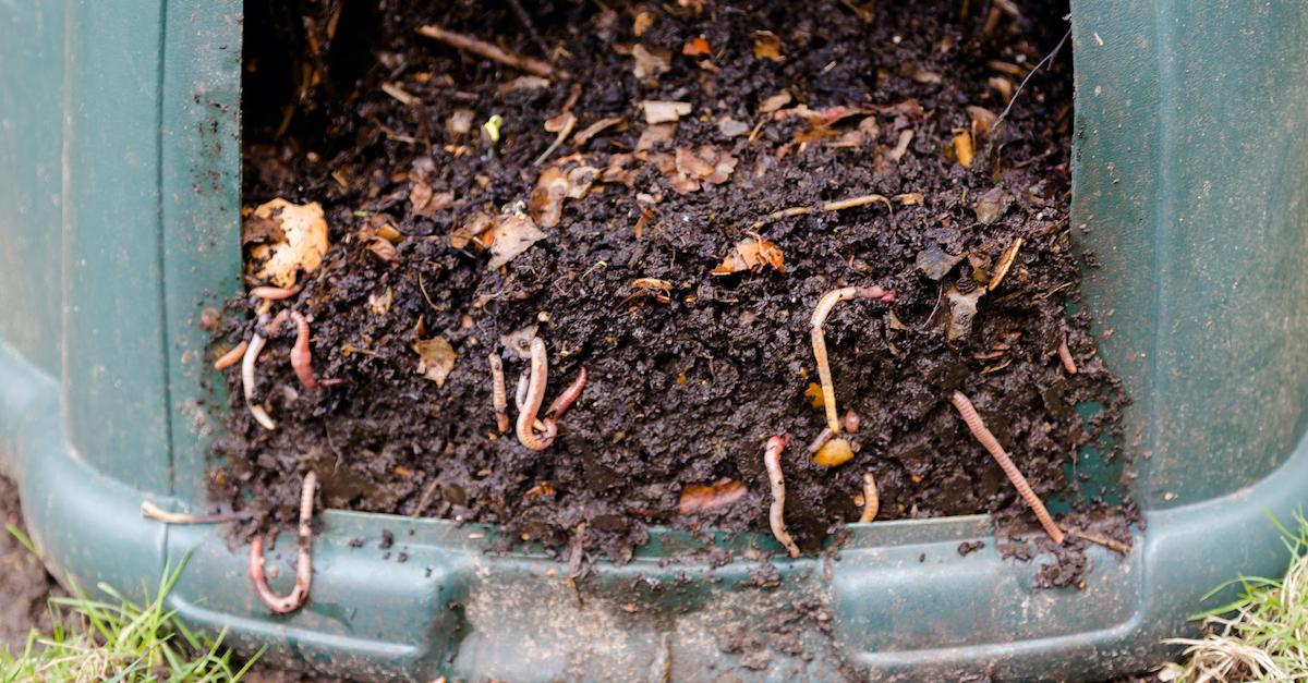 Can You Compost in Cold Weather? Snow Definitely Brings Some Changes