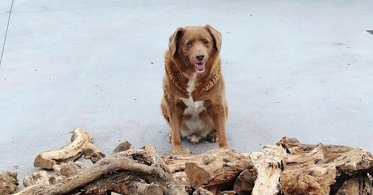 The world's oldest living dog is Spike, a chihuahua mix from Ohio