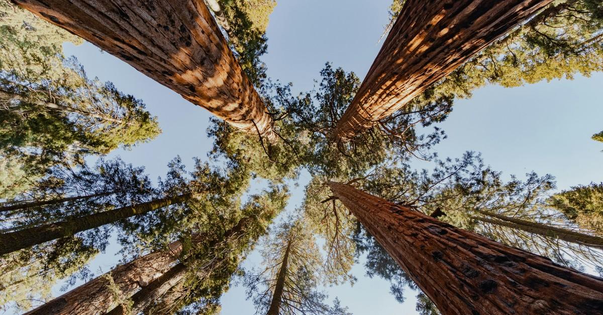 Trees stretch into the sky at a national park