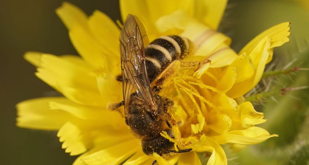 How to Get Rid of Sweat Bees: Natural Methods for Humane Redirecting