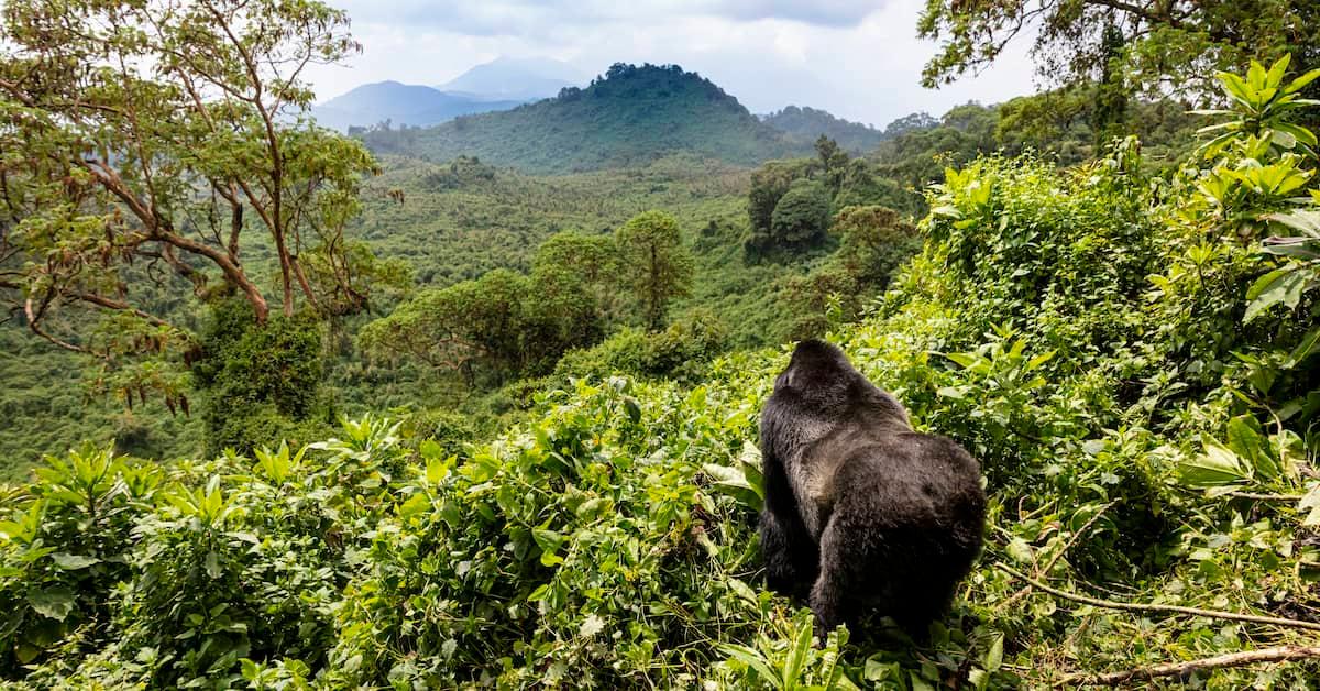 Solitary mountain gorilla facing away from the camera, staring into the lush jungle landscape of its African home.