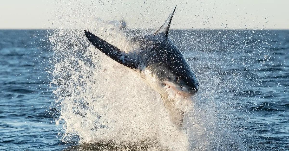 Breaching great white shark in South Africa
