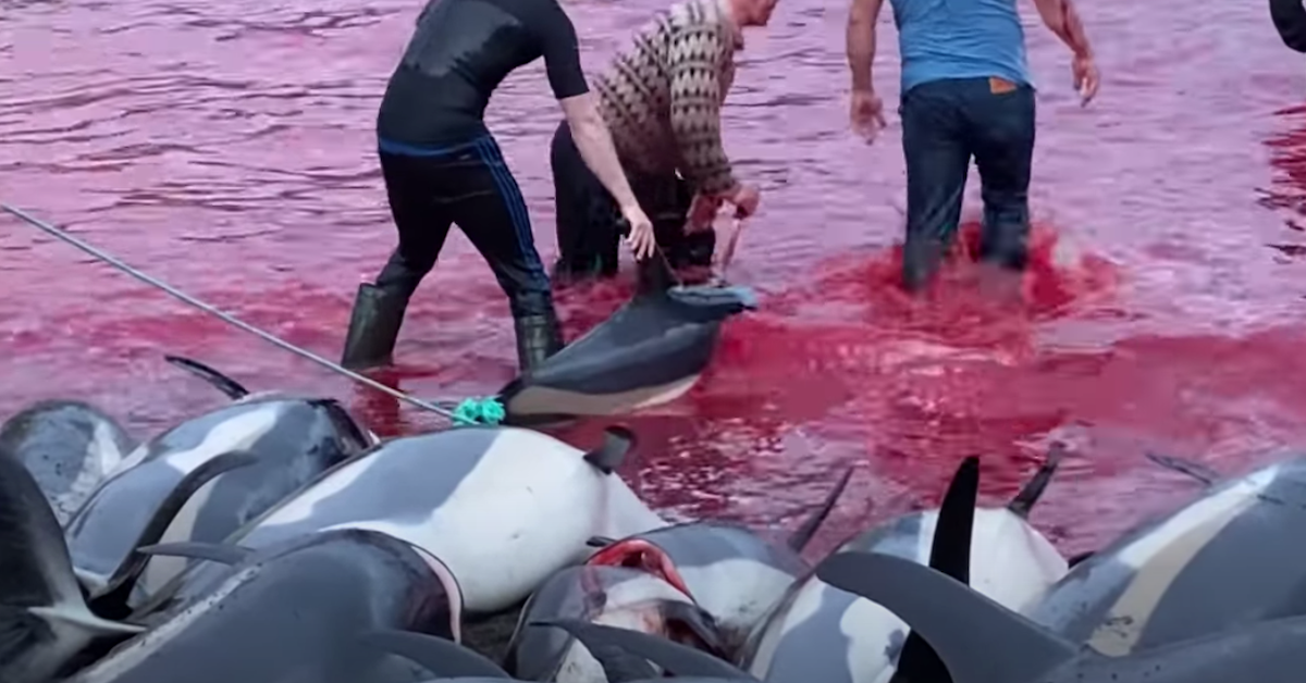 Dolphin Hunt Faroe Islands