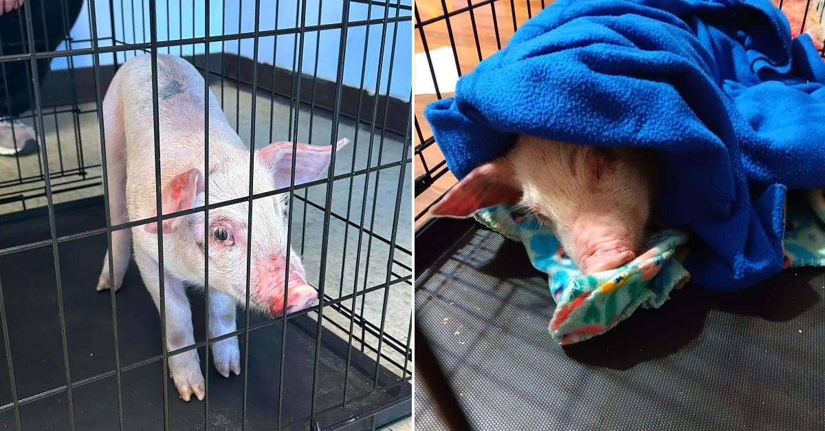 Side-by-side photos of a rescued pink piglet in a crate 