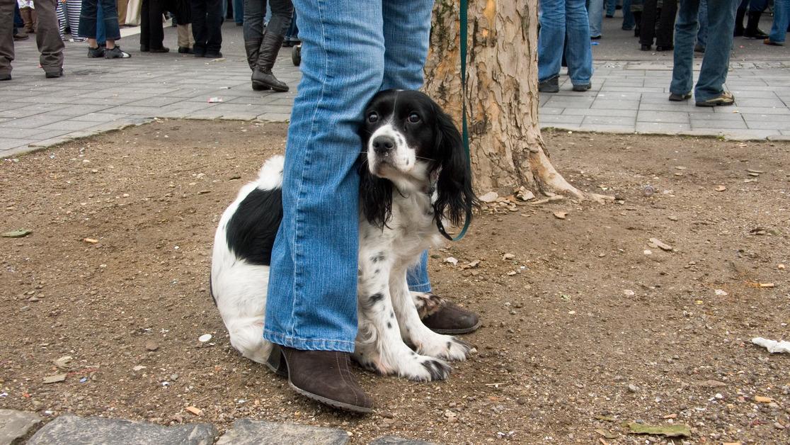 A timid dog stands between their owner's legs while on a patch of dirt next to a tree in a city. 