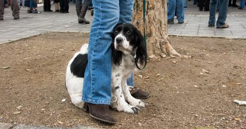 A timid dog stands between their owner's legs while on a patch of dirt next to a tree in a city.
