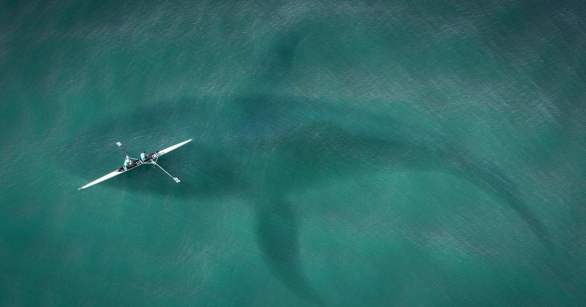 A kayaker in the ocean has no idea of a giant whale gliding beneath him in the water. (Representative Cover Image Source: Pixabay | Sarah Richter Art)