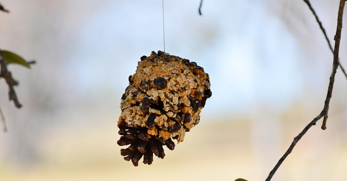 pinecone diy bird feeder