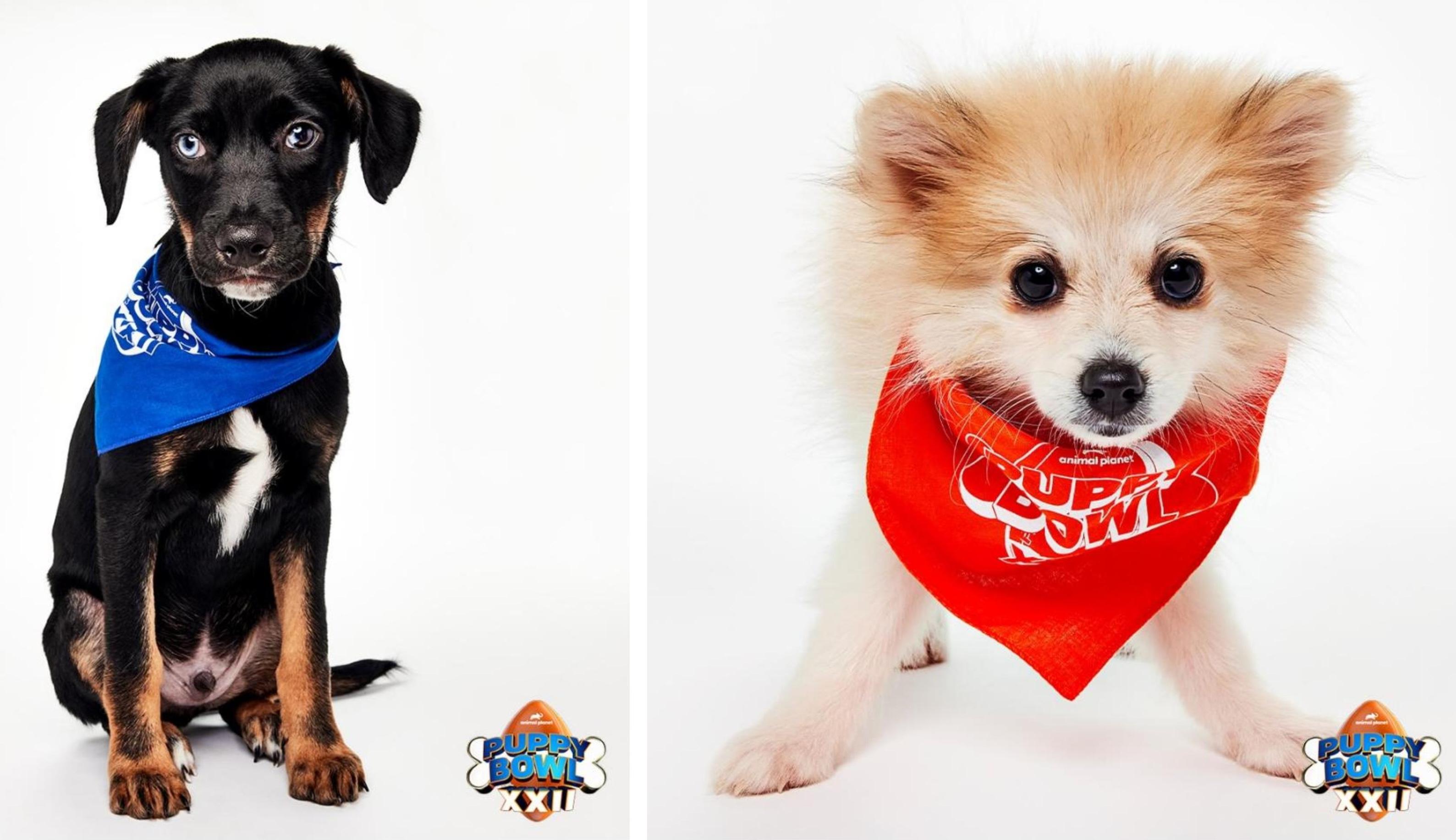Two adoptable dogs from Team Ruff and Team Fluff are pictured.