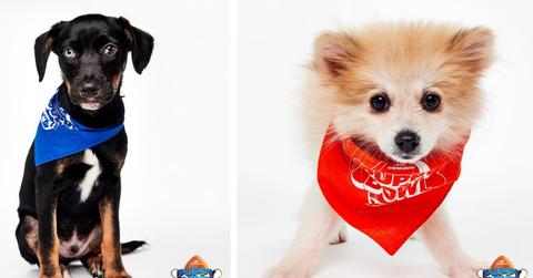 Two adoptable dogs from Team Ruff and Team Fluff are pictured.