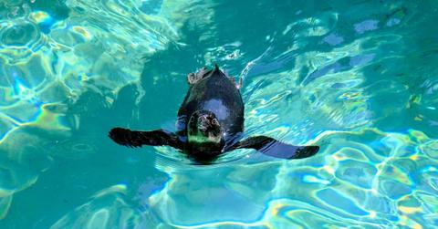 Representative image of a baby penguin swimming in a lake (Cover Image Source: Pexels)
