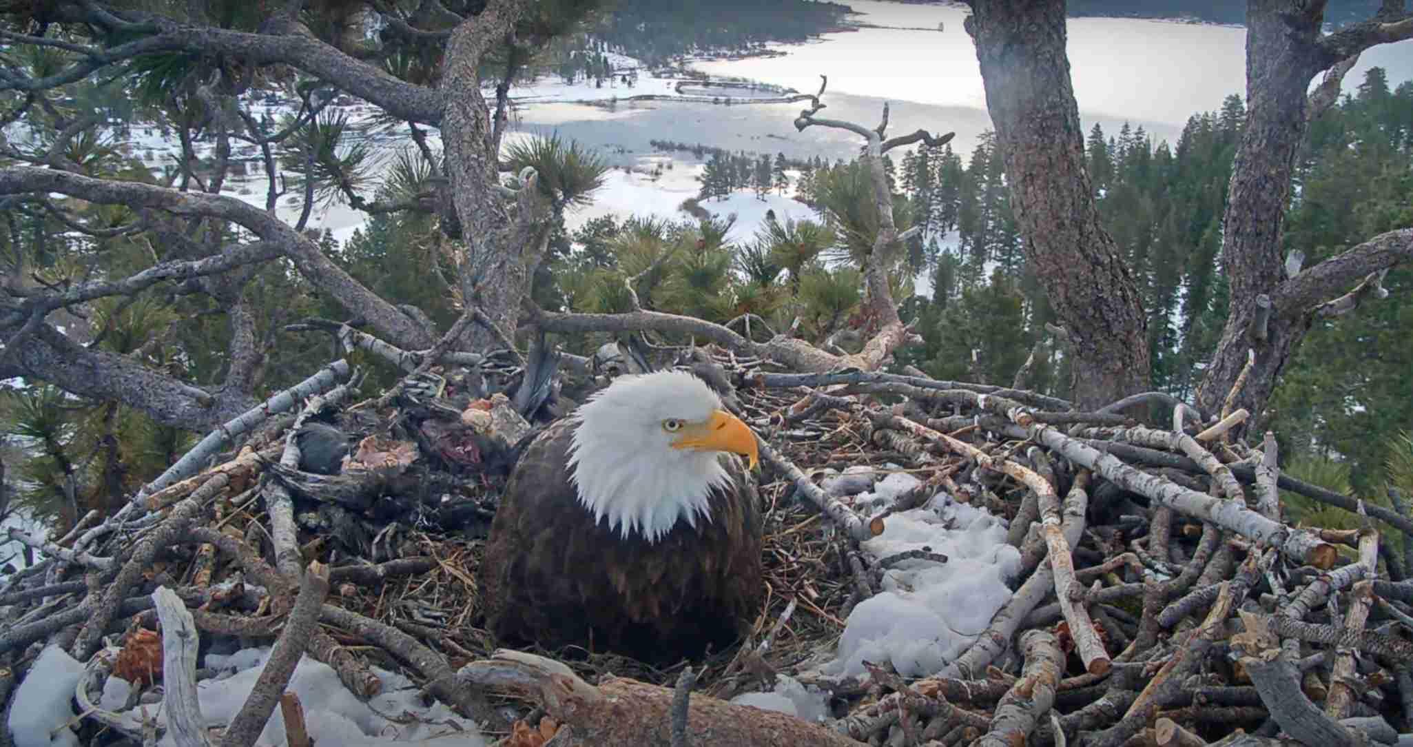 The Friends of Big Bear Valley live camera stream depicts an adult eagle hovering over two unseen eaglets to keep them warm.