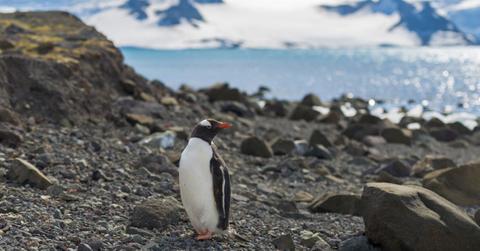 gentoo penguins
