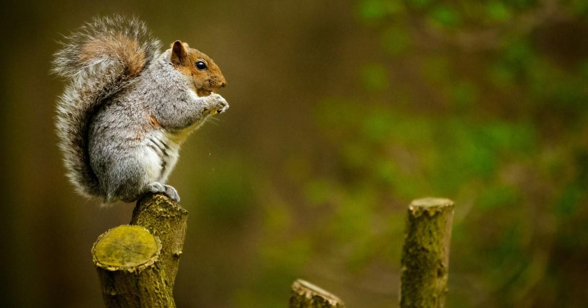 A squirrel sits perched atop a branch that has been cut flat