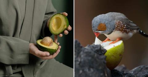 (L) A person holding two halves of an avocado, (R) A bird eating a fruit in the garden (Representative Cover Image Source: (L) Pexels | Cottonbro Studios, (R) Freepik | Wirestock)