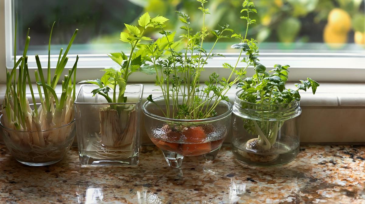 18 Fruits and Veggies You Can Propagate at Home