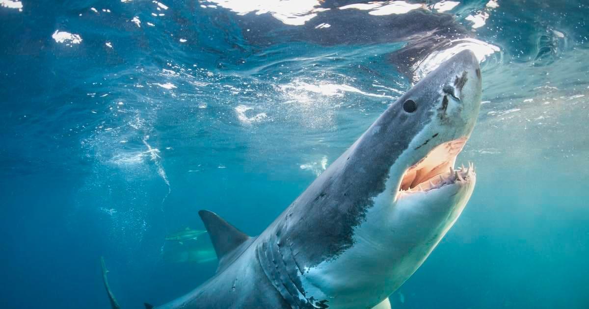 pn/dea cce ff ab bcae