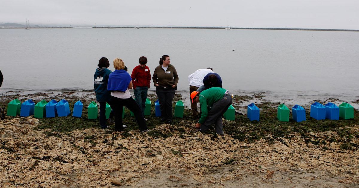 6 Beach Cleanup Organizations Where You Can Donate or Volunteer to Help