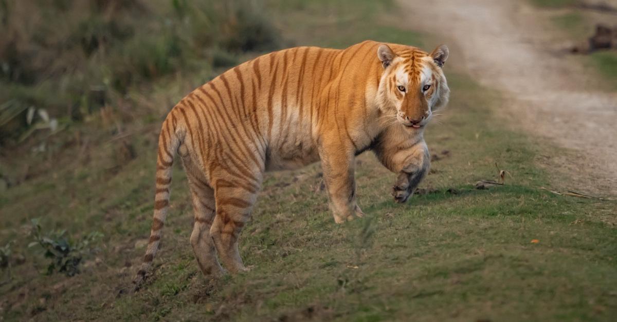 Rare Golden Tiger Sighted in India