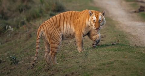 Rare golden tiger sighted in Kaziranga National Park