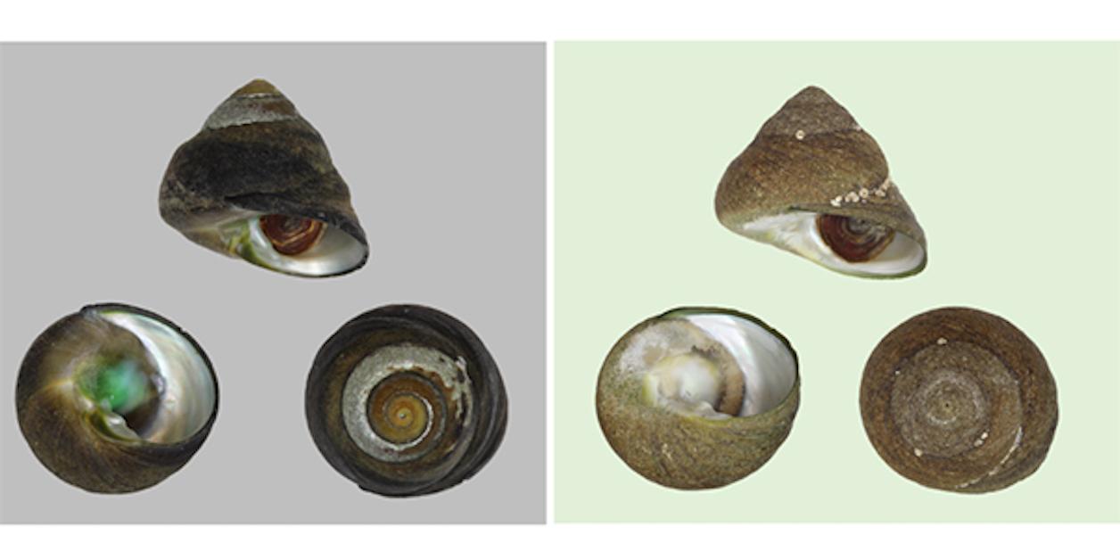 _research_sea_snails_pic